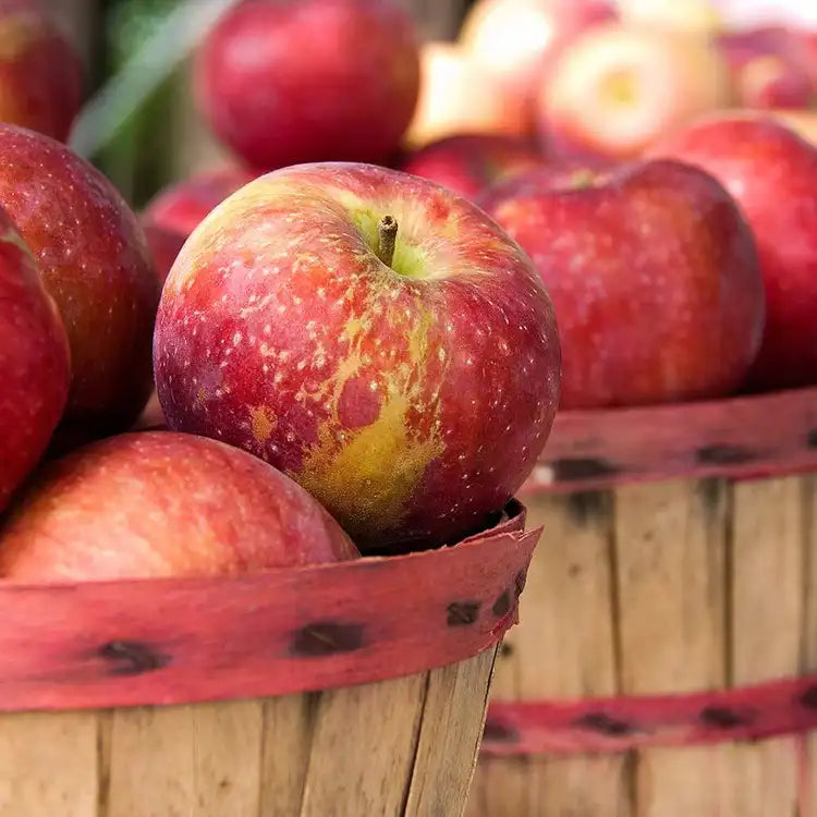 Apple Harvest Wax Melts