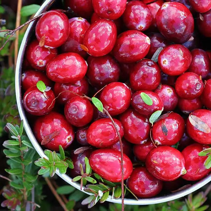 Cranberry Woods Wax Melts