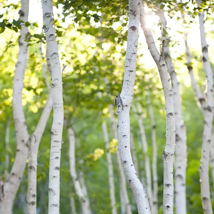 White Birch Wax Melts